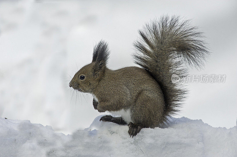 红松鼠，欧亚红松鼠或Ezo红松鼠，Sciurus vulgaris，是树松鼠的一种。红松鼠是一种栖息在树上的杂食性啮齿动物，在欧亚大陆很常见。北海道岛的亚种是东方体。Kussh湖附近